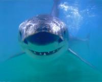 В Приморье зафиксировано второе нападение акулы на человека