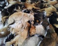 Самарские догхантеры отравили более 12-ти тысяч собак