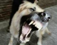 ЧП в Красноярском крае: собака насмерть загрызла 4-летнюю девочку