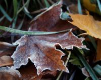 МЧС: в ночь на воскресенье Москву и Подмосковье ждет резкое похолодание