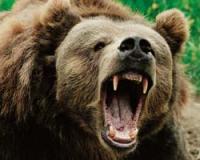 Камчатка: полицейские застрелили огромного медведя, ворвавшегося в жилой дом