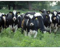 Корова из США не перенесла долгого переезда в Тюменскую область