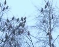 Сотни пьяных свиристелей терроризируют жителей Санкт-Петербурга