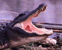   12- 