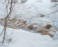 В Бурятии утонуло стадо из 100 коров, оставшихся без надзора