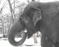 Слоны, спасавшиеся от сибирского мороза водкой, приступили к репетициям в Омске