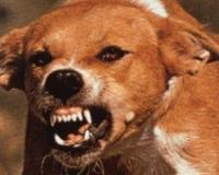 В Украине поймана собака, несколько дней терроризировавшая всю Полтаву