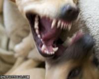 Шок: под Красноярском стая волков загрызла 10-летнего мальчика