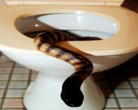 Выползшая из унитаза змея до смерти напугала хозяйку ставропольской квартиры