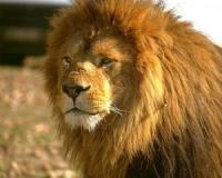 Шок: вечер двух влюбленных закончился трагедией – лев растерзал женщину