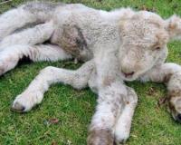 Жители казахского села в шоке от рождения ягненка-мутанта с восемью ногами