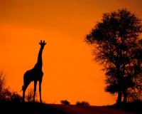 На участников сафари в ЮАР напал разъяренный жираф