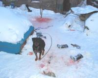 Шок: собака в Приамурье загрызла 3-летнего мальчика