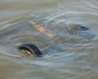 «Маршрутка» после ДТП упала в Москву-реку