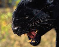 В новосибирском цирке пантера напала на женщину с ребенком