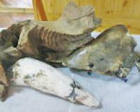 В Вологодской области была обнаружена челюсть мамонта