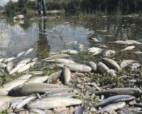 В Москве-реке в микрорайоне Марьино зафиксирован массовый мор рыбы