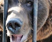 В Карелии медведи напали на посетителей зоопарка: пострадали двое мужчин и ребенок