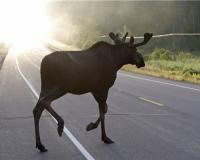 Смертельное ДТП в Подмосковье: погиб офицер полиции, врезавшийся на джипе в лося