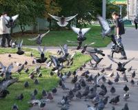 Среди московских голубей бушует псевдочума – болезнь опасна и может заразить людей