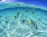 Ужас водоемов Швеции: рыба, кастрирующая всех желающих искупаться мужчин