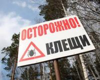 В Омской области зараженные клещи атаковали оздоровительный лагерь: более 110 детей эвакуировано