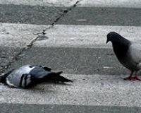 Московские власти заверяют: причина повального падежа голубей кроется в кишечной инфекции