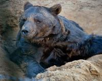 Чудесное спасение: вертолет МЧС эвакуировал медведей из затопленной Амуром базы