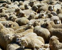 Московский скорый поезд врезался в стадо овец в Белоруссии