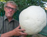 Из-за аномальной жары в Нижегородской области вырастают грибы-гиганты