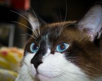 В Воронеже ветеринары сменили пол коту