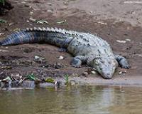 В Екатеринбурге крокодил сбежал из цирка и уплыл по реке