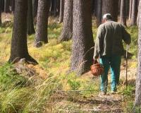 73-летний грибник почти две недели блудил в тайге