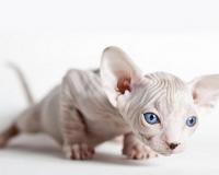 В Кемеровской области за то, что мужчина затопил соседей, арестовали кота