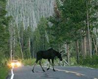 Вчера произошла авария с лосем на автодороге Тюмень — Ханты-Мансийск