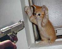 У жительницы Москвы украли кота и требуют выкуп в 5 тысяч