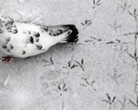 В Ленинградской области прошел первый снег