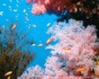 Микроорганизмы Японского моря обладают противоопухолевыми свойствами