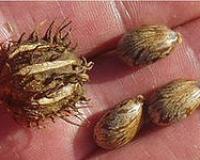 Четверо детей отравились, съев семена ядовитого растения