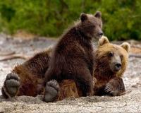 Медведица с медвежонком устроили прогулку по центру Петропавловска-Камчатского