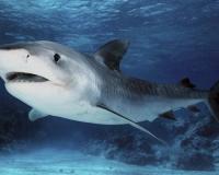 Ихтиологи исследуют яйцо - “капсулу”, найденную у крымских берегов