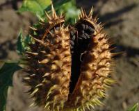 В Краснодарском крае дети попали в реанимацию с отравлением дурманом