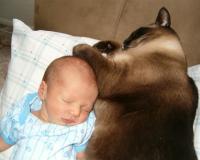 Кошкотерапия обеспечит биоэнергический контакт между кошкой и ее хозяином