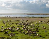 300 молдавских овец без пастуха зашли в соседнюю страну