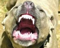 В Белгородской области женщину растерзала бешеная собака