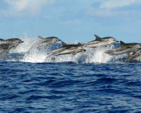 Гигантская стая дельфинов впервые обнаружена в проливе Джорджия