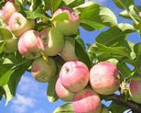 Яблоко молодости способно противостоять старости