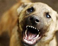 В Самаре годовалую малышку искусала бездомная  собака