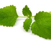 Не для всех одинаково полезна мята