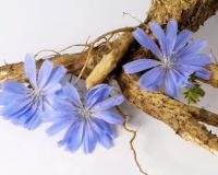 Цикорий способен благоприятно воздействовать на человеческий организм в небольших дозах